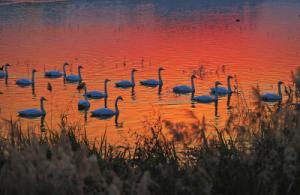 來約！萬只白天鵝在三門峽等你