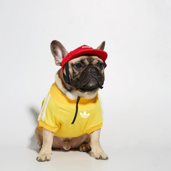 Autumn and winter dog sweater clothes sports and leisure