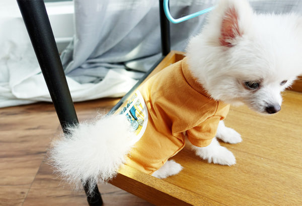 Dog Clothes Summer Wear Teddy Summer Bichon Pomeranian Puppy Puppy Small Pet Cat Vest Thin