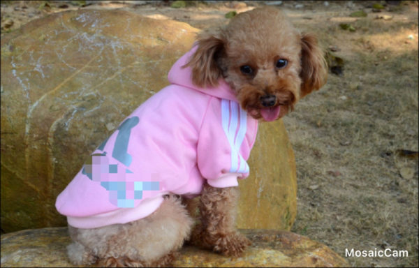 La MaxZa Whole Sale Dog Clothes Pets Coats Soft Cotton Puppy Dog Clothes Aadidog Clothes For Dog New 2014 Autumn Pet Products