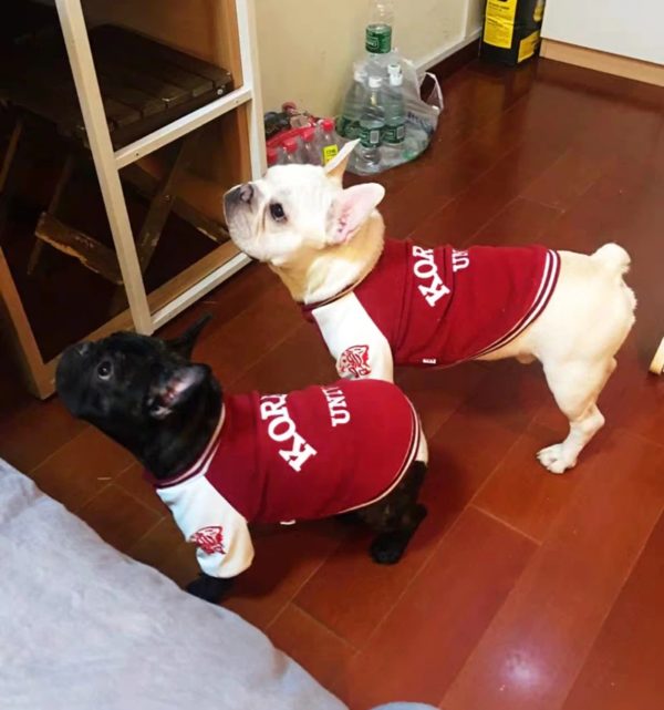 [MPK Dog Vests] Korea Uni Dog Sweater, Yonsei Uni Dog Vest, French Bulldog Vest, English Bulldog Vest, Dog Clothes