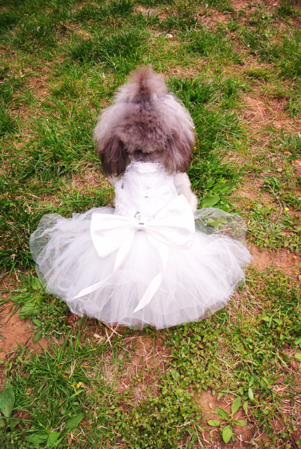 Princess Cat Dog Wedding dress Pet Cat Tuxedo for Pet Bride Groom Formal Costume Chihuahua Poodle Clothes for Small Dog